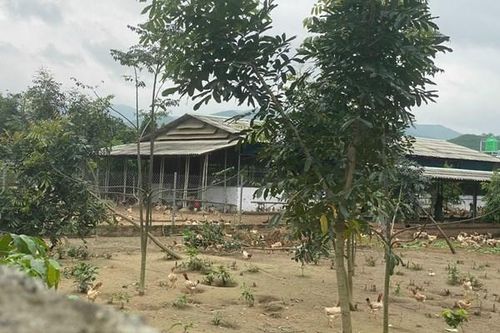 Bình Định dừng hoạt động Dự án sản xuất rau an toàn không đúng mục tiêu