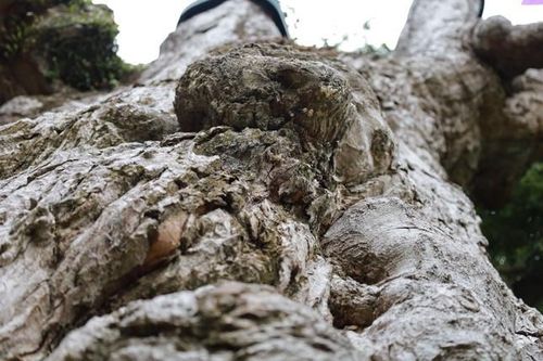 Về Đất Tổ nghe chuyện cây nghìn năm tuổi - Bài 1: Cây táu bạc hơn hai nghìn năm