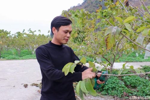 Làm giàu từ cây na Thái