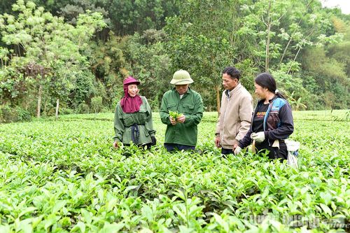 'Đảng viên đi trước' ở Đức Ninh