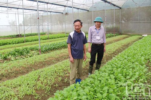 Nhã Lộng phát triển mạnh cây rau màu