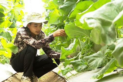 Phát triển nông nghiệp sạch xóa nghèo cho người dân Ngân Sơn
