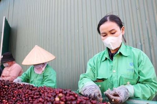 HTX xuất khẩu cà phê sang Mỹ 'đứng ngồi không yên'