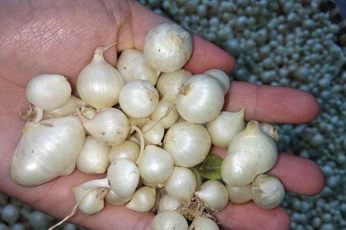 Hành tăm được mùa mất giá, khó tiêu thụ
