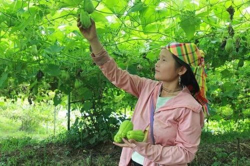 Kinh tế ấm no nhờ trồng cây ưa lạnh