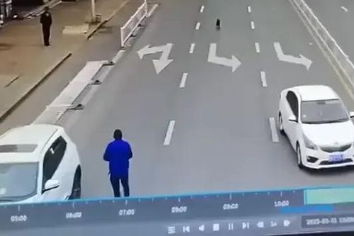 Chú chó 'cướp lái' ô tô đâm vào rào chắn