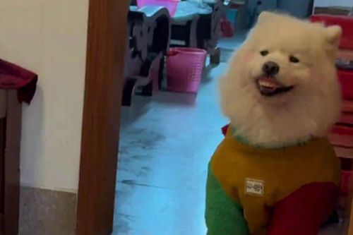 Clip: Cụ bà tìm răng giả suốt nửa ngày, ai ngờ 'thủ phạm' là chú chó cưng 'báo thủ'