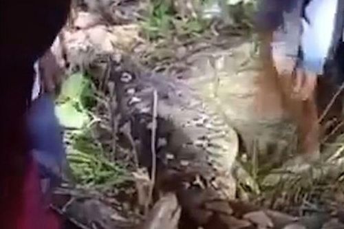 Rợn người khoảnh khắc phát hiện thi thể người mẹ trong bụng trăn 8 mét ở Indonesia