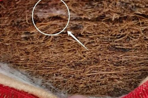 4 thứ quen thuộc trong nhà là 'bạn' của ung thư, cần vất ngay kẻo hối không kịp