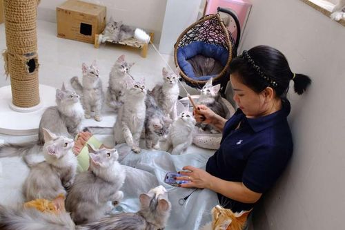 Người phụ nữ ở Bình Dương kiếm tiền tỷ từ số vốn 31 triệu mua đôi mèo khổng lồ