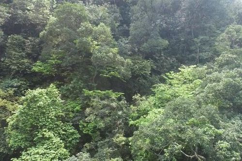 Cận cảnh rừng mai hàng trăm năm tuổi giữa đại ngàn Đakrông