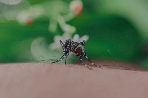 5 lầm tưởng phổ biến về bệnh sốt xuất huyết