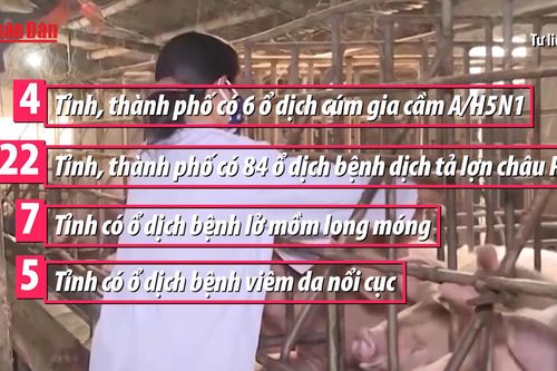 Triển khai các giải pháp phòng, chống dịch bệnh gia súc, gia cầm