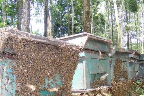 Mật ngọt dưới tán rừng