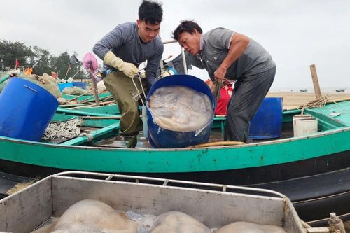 Trúng đậm sứa biển, ngư dân thu hàng triệu đồng mỗi chuyến ra khơi