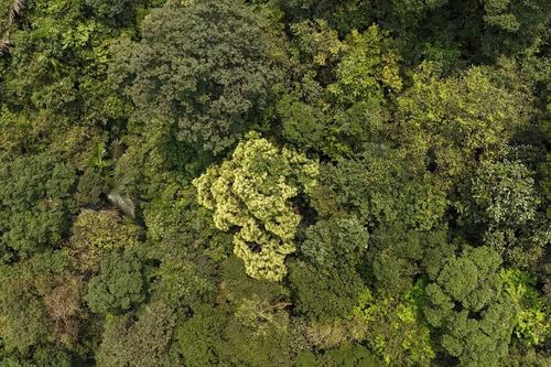 Ngắm rừng mai cổ thụ 'có một không hai' giữa rừng già Quảng Trị