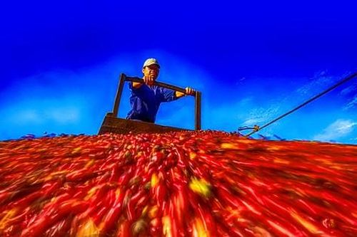 Thủ phủ cà phê Việt Nam trước áp lực 'hàng rào' thuế quan Mỹ