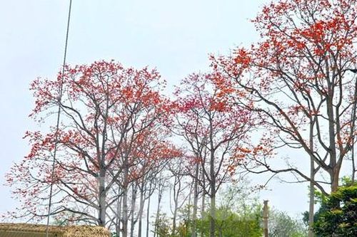 Đẹp nao lòng những cây hoa gạo cổ thụ bung nở giữa núi rừng xứ Nghệ