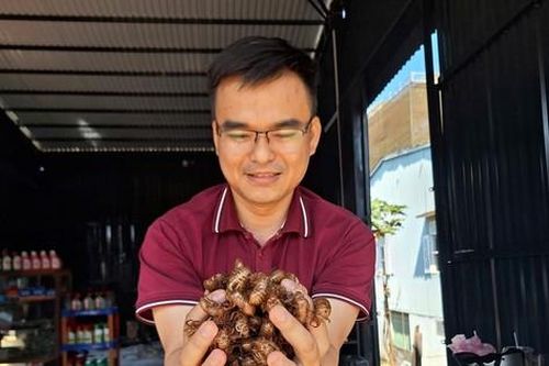 Người dân Gia Lai đổ xô săn tìm xác ve sầu