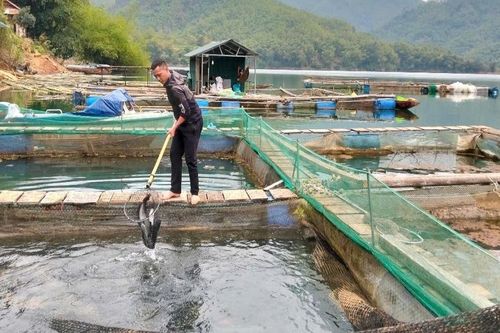 Thanh niên người Mường mang bằng cử nhân về quê nuôi cá lồng, phát triển du lịch