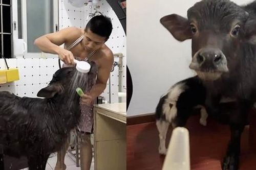 Chàng trai nuôi nghé trong nhà, chăm sóc như thú cưng