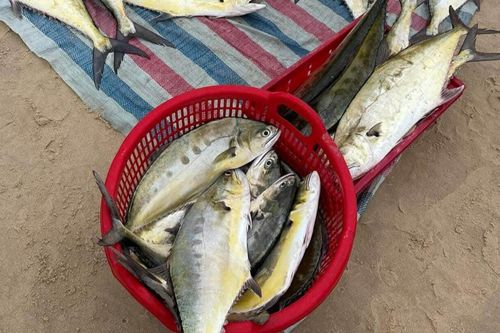 Ngư dân biển bãi ngang Quảng Trị trúng đậm cá bè vàng, ngày thu trăm triệu