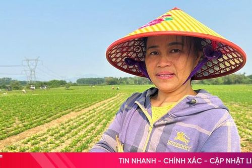 Lạc, ngô xuân ở Cẩm Xuyên nhiễm sâu bệnh nguy hiểm