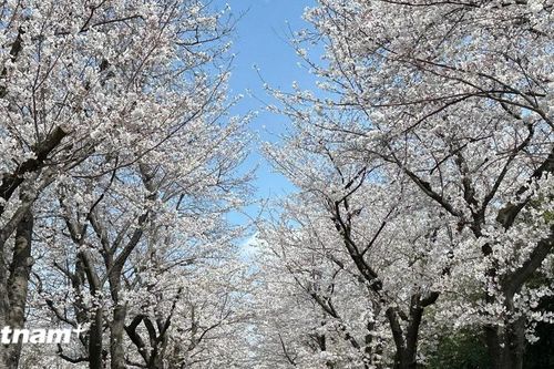 Hoa anh đào Shomei Yoshino mãn khai tại Nhật Bản