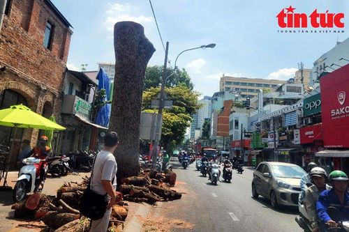 TP Hồ Chí Minh sẽ xử phạt nghiêm hành vi cải tạo vỉa hè gây hại cây xanh