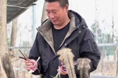 Kiếm tiền tỉ nhờ nuôi chim khổng lồ, cao hơn con người, ở Việt Nam cũng có