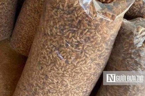 Từ trẻ đến già đi nhặt xác ve sầu, 'bỏ túi' tiền triệu mỗi ngày