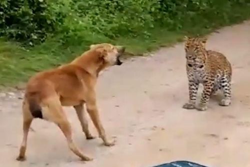 CLIP: Đi săn chó nhà, báo hoa mai phải vội vã bỏ chạy vì màn phản kích 'có 1 không 2' của con mồi