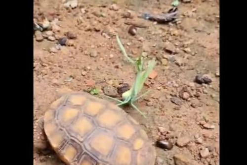 CLIP: Cuộc chạm trán không cân sức giữa bọ ngựa và rùa, khi lòng dũng cảm vượt qua sức mạnh