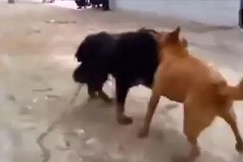 CLIP: Màn tử chiến đầy gay cấn của chó becgie và ngao Tây Tạng