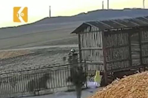 CLIP: Hổ phá cổng xông vào tấn công người và cái kết 'thót tim'