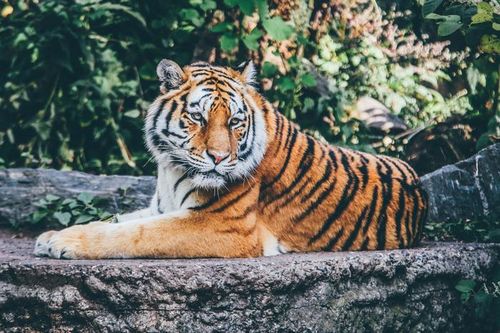 Người đàn ông bị hổ tấn công khi đi làm ruộng