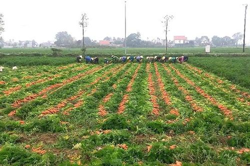 Ghi ở những cánh đồng màu