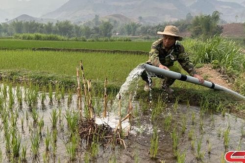 Chủ động chống hạn cho cây trồng
