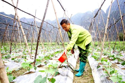 Tạo sinh kế bền vững giữa khô hạn