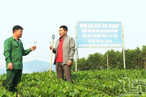 Ứng dụng khoa học công nghệ trong sản xuất, chế biến chè