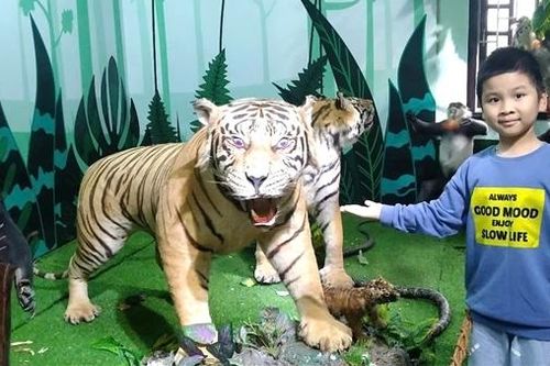 Hàng nghìn người thích thú khi Hổ Đông Dương và Sao La quý hiếm 'xuất hiện' tại Huế