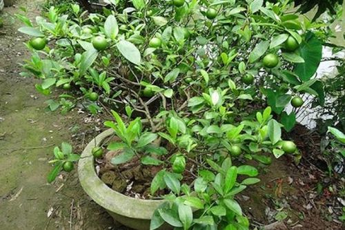 Những cây ăn trái trồng chậu dễ chăm sóc, ra quả quanh năm