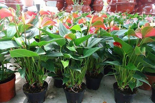 Cách chăm sóc và phòng ngừa sâu bệnh cho cây hồng môn