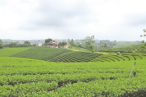 Từ cây xóa đói thành mặt hàng tỷ đô