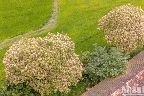 Quảng Bình: Hoa bún rực vàng ở làng quê Lệ Thủy