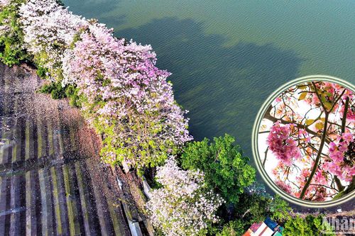 Lãng mạn mùa hồng phấn xứ B'Lao