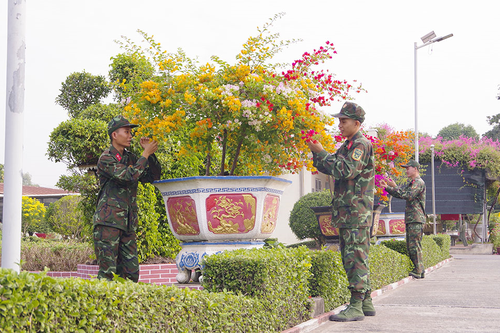Hoa giấy ngũ sắc, làm đẹp doanh trại