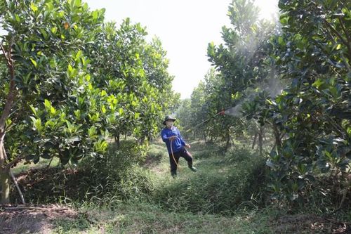 Trồng mít ruột đỏ xơ vàng ở Tây Ninh mang lại thu nhập cao