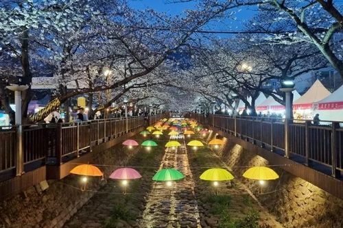 Hàn Quốc: Kết thúc Lễ hội hoa anh đào Jinhae 2025