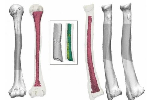 Nghiên cứu tiết lộ hóa thạch cổ nhất của Nhật Bản không phải con người